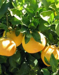 Ray Ruby Grapefruit Tree in 1/2 Gal Pot, Grafted Citrus, Sweet-Tart Fruit, Citrus x paradisi, Florida Shipping Only