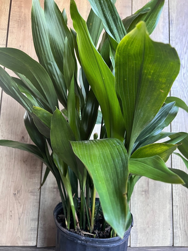 Large Cast Iron Plant in 10" Pot - Aspidistra elatior - Low Light Tolerant Green Foliage - Tough Houseplant for Indoor/Outdoor Use