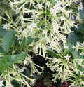 Night Blooming Jasmine Plant in 6" Pot, Cestrum nocturnum, Fragrant White-Yellow Flowers, Perfect for Full Sunlight