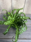 Hurricane Bird Nest Fern 6" Pot Asplenium nidus Twisted Foliage Unique Air Purifying Indoor Plant