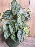 Philodendron Brandi Plant in 6" Pot - Rare Philodendron Brandtianum with Heart-Shaped Dark Green Leaves and Silver Splashes