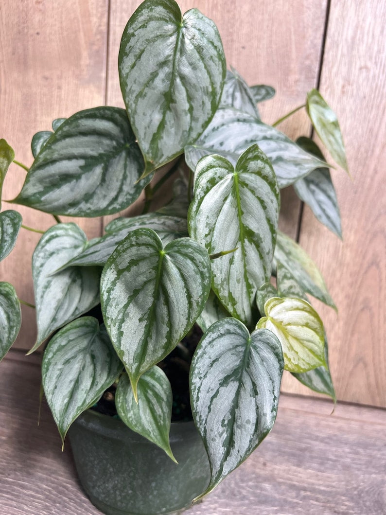 Philodendron Brandi Plant in 6" Pot - Rare Philodendron Brandtianum with Heart-Shaped Dark Green Leaves and Silver Splashes