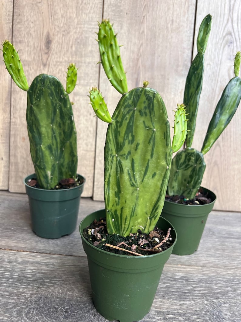 Variegated Opuntia Cactus in 4" Pot | Prickly Pear Cactus | Edible Plant | Opuntia Ficus-Indica