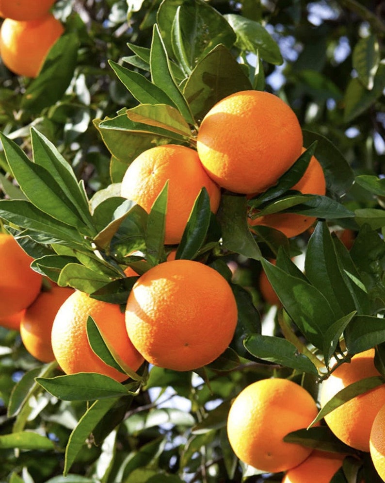 Washington Navel Orange Tree in 1/2 Gallon Pot, Grafted Citrus, Sweet Seedless Orange, Citrus sinensis, Florida Shipping Only