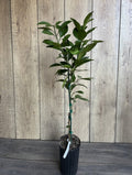 Washington Navel Orange Tree - 1/2 Gallon Pot - Grafted - Citrus sinensis - Florida Shipping Only