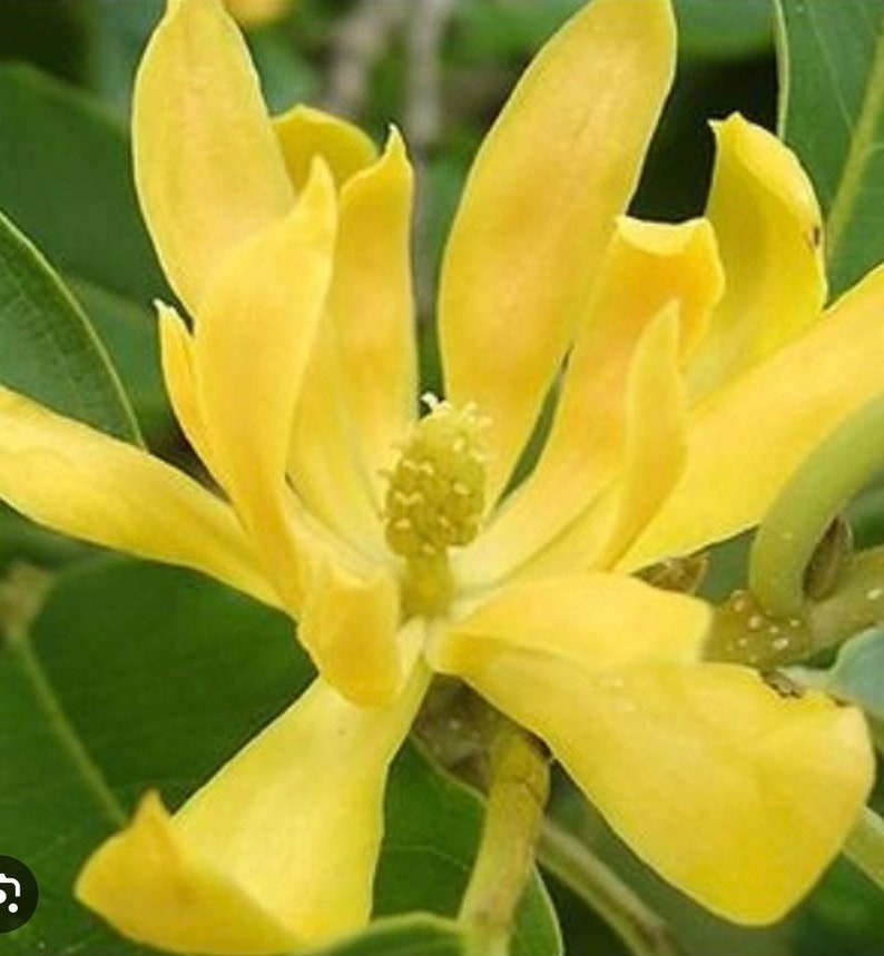 Yellow Magnolia Champaca Plant in 4" Pot, Joy Perfume Tree, Michelia champaca, Fragrant Yellow Flowers