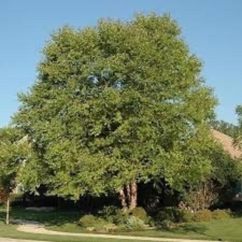River Birch Quart Pot Plant - Betula nigra - Deciduous Tree for USDA Zones 4-9 - Perfect for Landscaping and Gardens