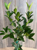 Persian Lime Tree in 1/2 Gallon Pot, Grafted Bearss Lime, Citrus x Latifolia, Florida Shipping Only