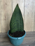 Sansevieria Whale Fin Snake Plant in 8" Pot - Sansevieria masoniana - Easy Care Indoor Houseplant, Air Purifying Plant
