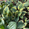 Fish Mint Plant 3.5” Pot 'Chameleon' (Houttuynia cordata) - Live Herb for Full Sun to Part Shade, Zones 5-10