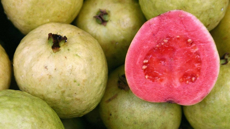 Guava Plant 6" Pot Ruby Supreme Guava Psidium guajava Tropical Pink Edible Landscape Tree