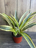 Sansevieria Lauren 6" Pot - Rare Snake Plant, Green/Yellow Striped Leaves, Air Purifying Indoor Plant, Sansevieria trifasciata