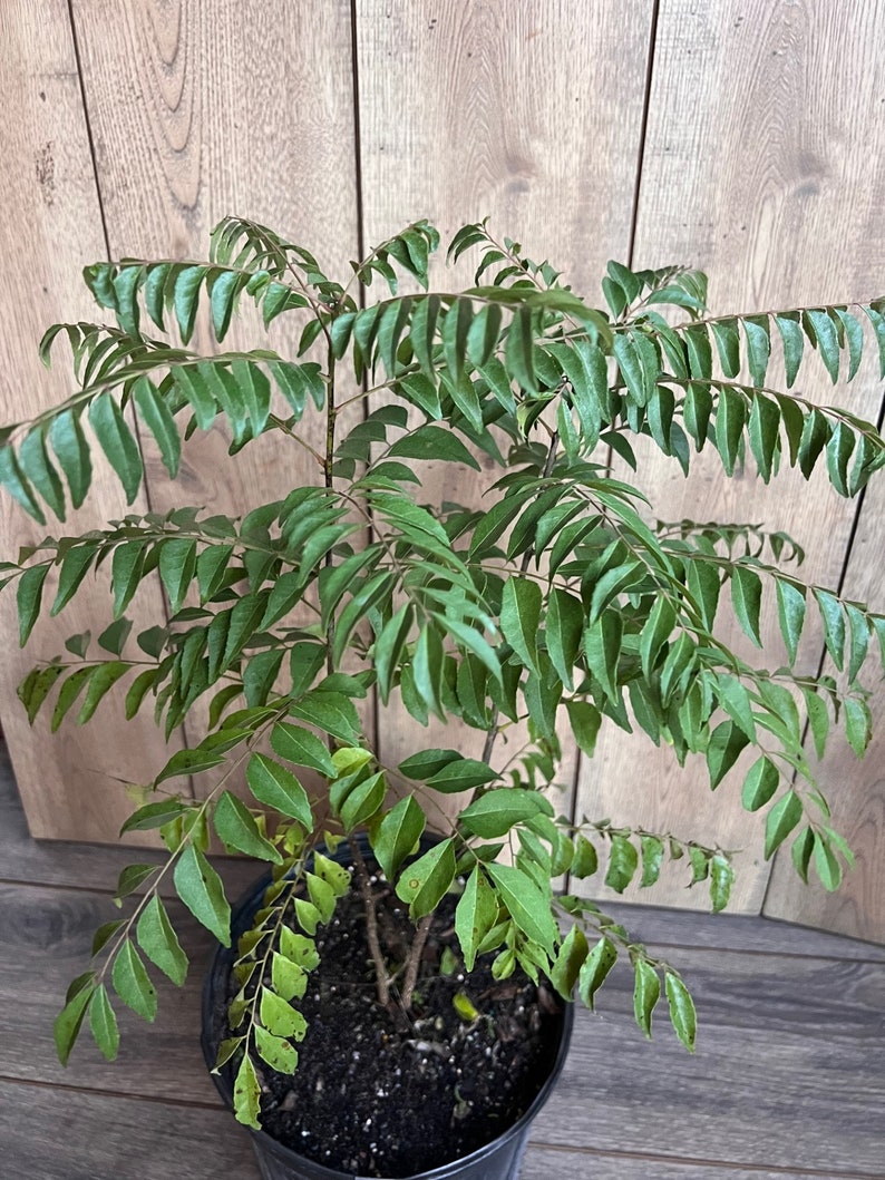 Curry Leaf Plant in 10" Pot - Murraya Koenigii - Aromatic Herbal Foliage for Cooking - Fast-Growing Indoor/Outdoor Plant