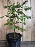 Curry Leaf Plant in 10" Pot, Murraya Koenigii, Aromatic Herb for Cooking, Fast-Growing Evergreen, Indoors/Outdoors