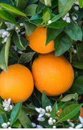 Glen Navel Orange Tree 1/2 Gallon Pot Grafted Citrus sinensis Florida Shipping Only