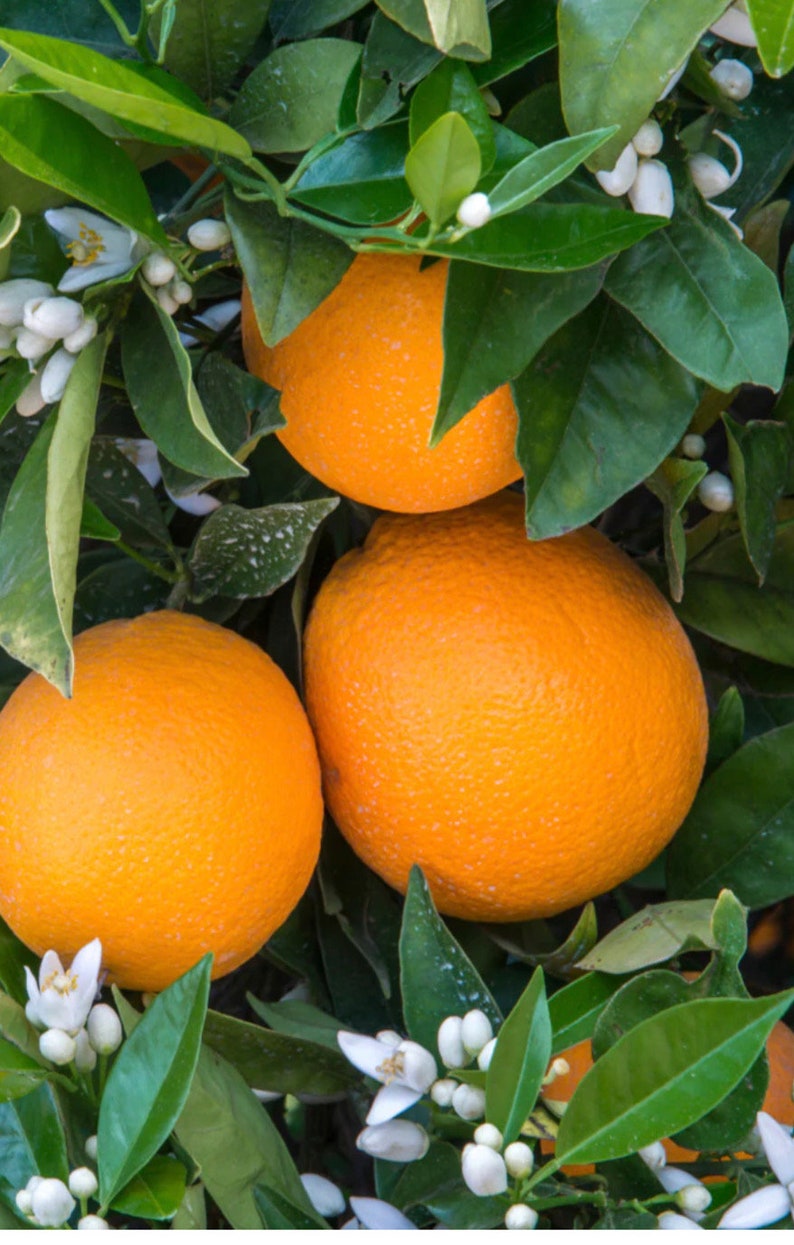 Glen Navel Orange Tree 1/2 Gallon Pot Grafted Citrus sinensis Florida Shipping Only
