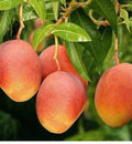 Glenn Mango Tree in 3 Gallon Pot - Mangifera indica ‘Glenn’ - Grafted Mango Variety for Home Gardening, Tropical Fruit Plant