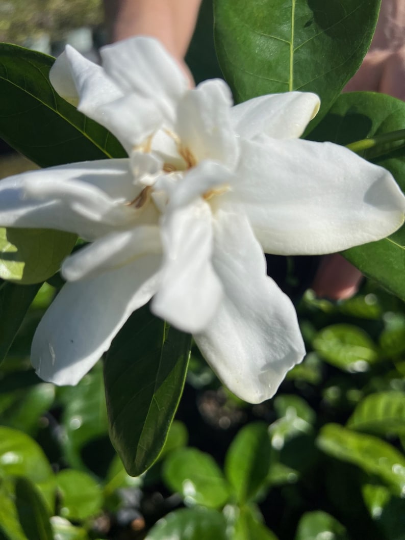 Gardenia Plant in 4" Pot - Frost Proof Variety - Fragrant Evergreen - Gardenia jasminoides