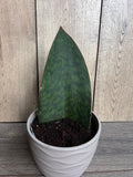 Sansevieria Whale Fin Snake Plant in 6" Pot - Sansevieria masoniana - Easy Care Indoor Plant for Home Decor