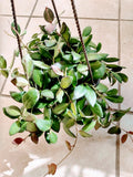 Hoya Plant Set - Small Hoya Burtoniae & Free Cutting - Hoya Carnosa - Rooted in Soil, No Pot, Easy Care, Low Maintenance