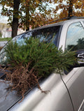 Red Spruce Tree Seedlings 6+ Bare Root Saplings Picea rubens from Maine with Planting Instructions