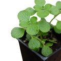 Organic Vicks Plant in 2.5-Inch Pot - Plectranthus tomentosa - Naturally Grown, No Chemicals, Healthy Indoor Herb