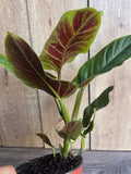 Philodendron Subhastatum Plant in 6" Pot - Rare Tropical Climber with Red Underside Leaves - Araceae Family