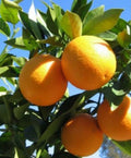 Valencia Orange Tree in Half Gallon Pot, Grafted Citrus, Citrus sinensis, Florida Shipping Only