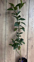 Valencia Orange Tree 1/2 Gallon Pot, Grafted Citrus Plant (Citrus sinensis), Florida Shipping Only