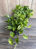 Lemon Meringue Pothos Plant in 6" Pot, Epipremnum aureum, Variegated Golden Yellow Leaves, Indoor Houseplant Decor