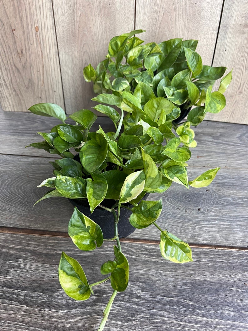 Lemon Meringue Pothos Plant in 6" Pot, Epipremnum aureum, Variegated Golden Yellow Leaves, Indoor Houseplant Decor