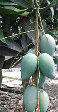 Mallika Mango Tree in 3 Gallon Pot, Grafted, Disease Resistant, Sweet Mango (Mangifera indica) - No Ship to CA & HI