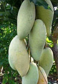Nam Doc Mai Thai Mango Tree - Grafted 3 Gallon Pot - Sweet Fiberless Fruit - Mangifera indica - No Ship to AZ & HI