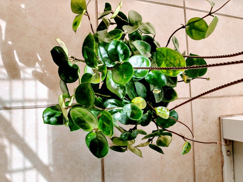 Hoya Plant - Small Rooted Hoya Carnosa Chelsea + Free Cutting - Hoya Chelsea - Low Maintenance Indoor Plant