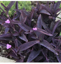 Purple Heart Plant - 1 Small Rooted Setcreasea Pallida + 1 Free Cutting - Easy Care Indoor/Outdoor Plant
