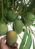 Sugar Loaf Mango Tree in 3 Gallon Pot, Grafted Tropical Variety (Mangifera indica) - No Shipping to HI