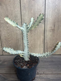 Rare Ghost Cactus 6" Pot | White Variegated Euphorbia Lactea | Exotic Low-Maintenance Succulent | Unique Houseplant Decor