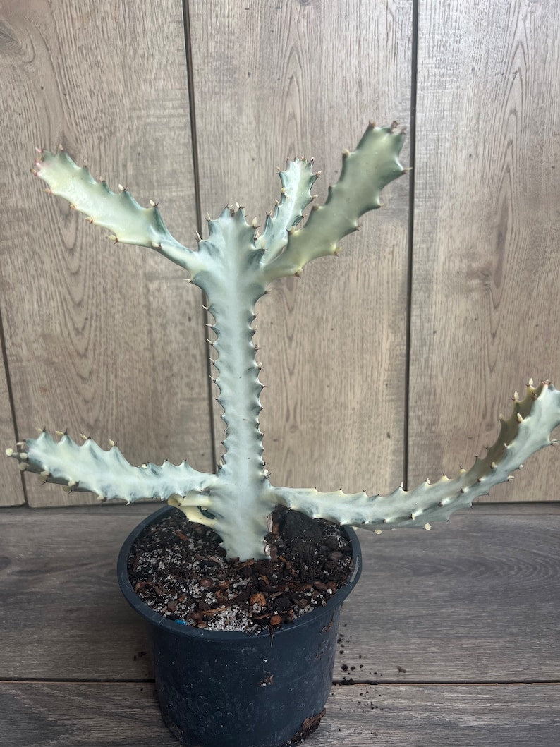 Rare Ghost Cactus 6" Pot | White Variegated Euphorbia Lactea | Exotic Low-Maintenance Succulent | Unique Houseplant Decor