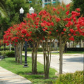 Red Crape Myrtle Plant 4" Container Lagerstroemia indica 'rubra' - Fast Growing Red Flowering Shrub, Zones 6-9