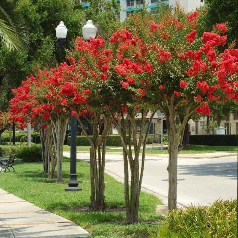 Red Crape Myrtle Plant 4" Container Lagerstroemia indica 'rubra' - Fast Growing Red Flowering Shrub, Zones 6-9