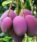 Grafted Tommy Atkins Mango Tree in 3 Gallon Pot - Medium to Large Mango Variety (Mangifera indica) - No Ship to CA & HI
