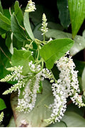 Sweet Almond Bush 6" Pot - Aloysia virgata - Fragrant Flowering Shrub - Aromatic Lemon-Scented Leaves - Pollinator Friendly