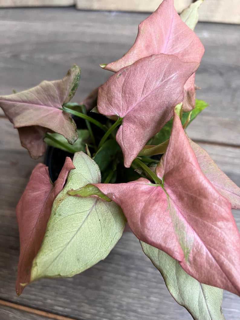 Syngonium Plant 4" Pot Pink Schott Pink Perfection Syngonium podophyllum Indoor Houseplant