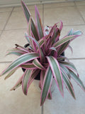 Tradescantia Spathacea Starter Plant + 1 Free Cutting - Oyster Plant - Easy Care Houseplant for Warm Zones
