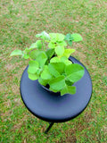 Cuban Oregano Plant Starter - Coleus Amboinicus - Rooted with Free Cutting - Ideal for Indoor Herb Garden