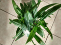 Silver Stripe Pothos Cutting - 1 Rooted Cutting + 1 Free Cutting - Easy Care Houseplant - Epipremnum aureum