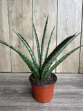 Sansevieria Javancia Plant in 6" Pot - Hardy Snake Plant for Easy Care & Air Purification, Indoor Houseplant