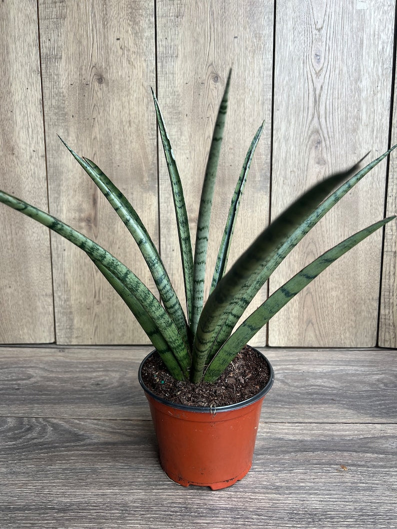 Sansevieria Javancia Plant in 6" Pot - Hardy Snake Plant for Easy Care & Air Purification, Indoor Houseplant