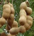 Tamarind Tree in 3 Gallon Pot, Tamarindus indica, Pohon Asem for Culinary Use, Sweet & Tart Flavor