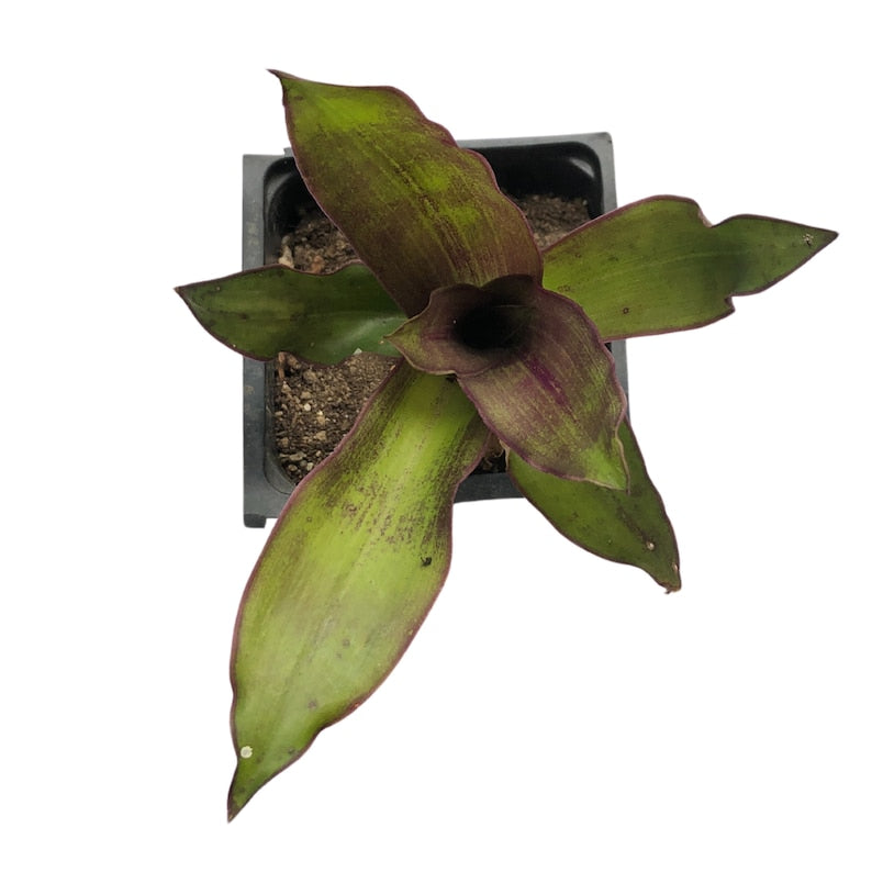 Organic Golden Tendril Plant Starter in 2.5-inch Pot - Callisia fragrans - Easy to Grow Basket Plant by Smoke Camp Crafts